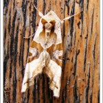 A personal caller in disguise