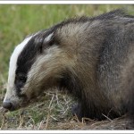 Supper on the wing – truly fast food service