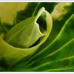 Garden abstracts